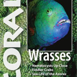 Coral Blad 10.3 - Wrasses