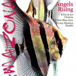 Amazonas Blad 2.1 - Angels Rising
