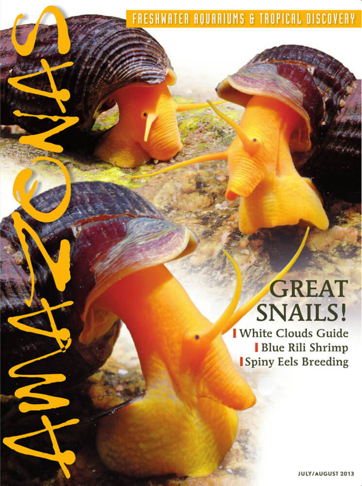 VOL2-NO4-GREAT-SNAILS