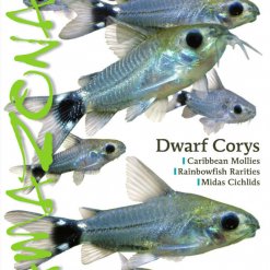 Amazonas Blad 2.5 - Dwarf Corys