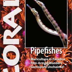 Coral Blad 8.3 – Pipefishes