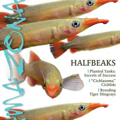 Amazonas Blad 3.1 - Halfbeaks
