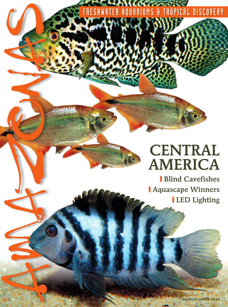 Amazonas-Vo3-No2-Central-America