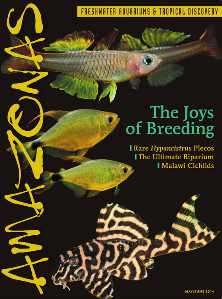 Amazonas-Vo3-No3-The-Joys-Of-Breeding