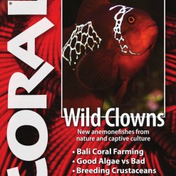 Coral Blad 11.5 - Wild Clowns