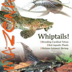 Amazonas Blad 4.1 - Whiptails!