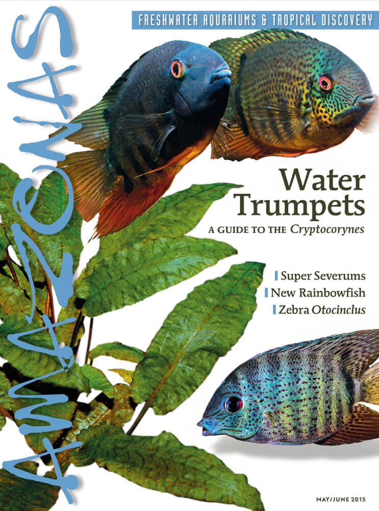 Amazonas-Vo4-No3-Water-Trumpets