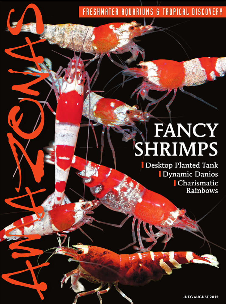 Amazonas-Vo4-No4-Fancy-Shrimp