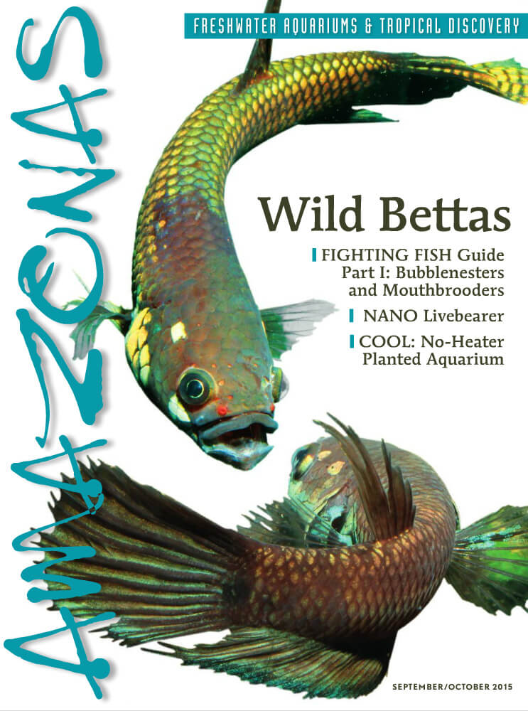 Amazonas-Vol4-No5-Wild-Bettas