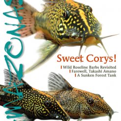 Amazonas Blad 4.6 - Sweet Corys